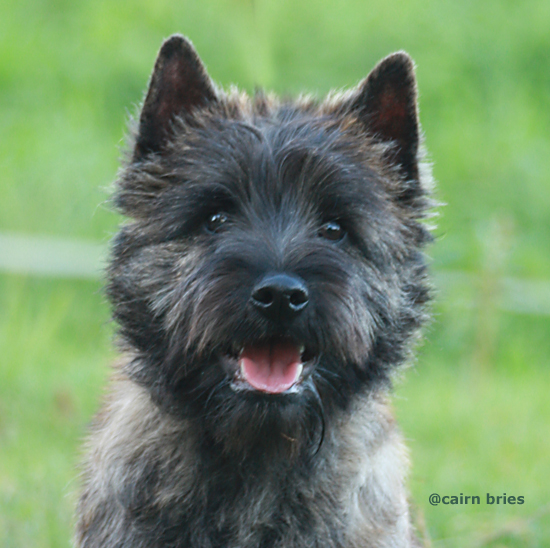 Cairn Bries Cacharel Amor Amor Pour (Amor)