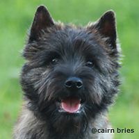 Cairn Bries Cacharel Amor Amor Pour