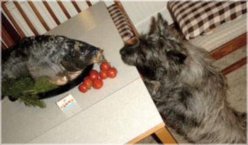 Cairn Bries Anthonie