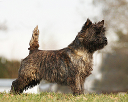 Cairn Bries Chocolat La Bell
