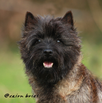 Cairn Bries Chocolat La Belle