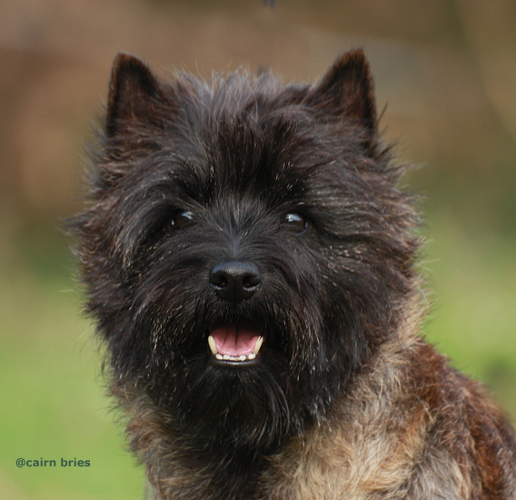 Cairn Bries Chocolat La Belle