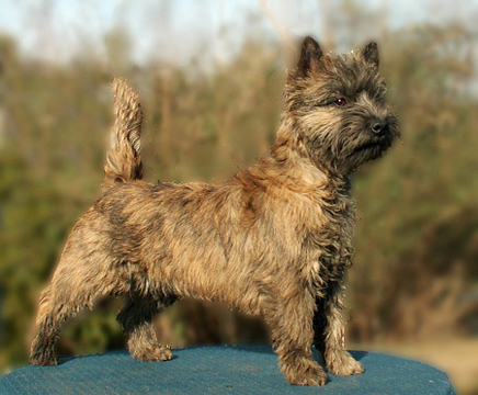 Cairn Bries Chocolat La Bijou 