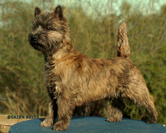 Cairn Bries Chocolat La Bijou