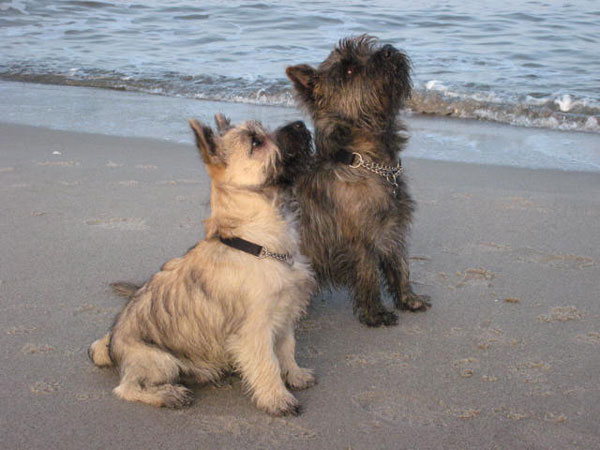 Cairn Bries Chocolat La Bijou & Cairn Bries Cherie Chou Chou