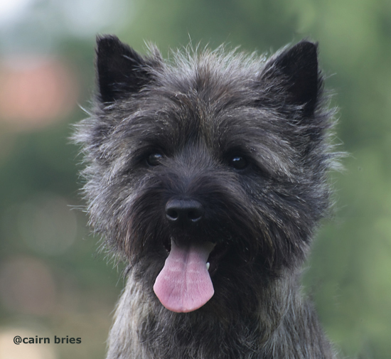 Cairn Terrier Huendin - Cairn Bries Charming Treasure Ruby