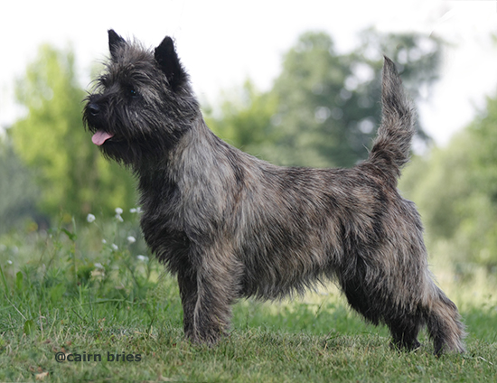 Cairn Terrier Huendin - Cairn Bries Charming Treasure Ruby