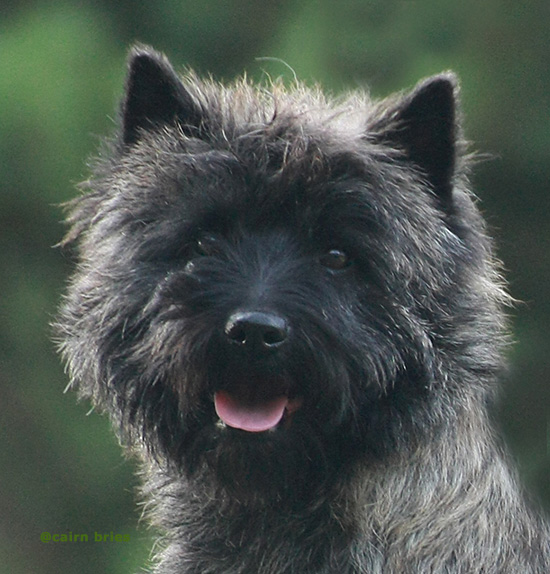 Cairn Bries Cacharel Amor Amor Pour