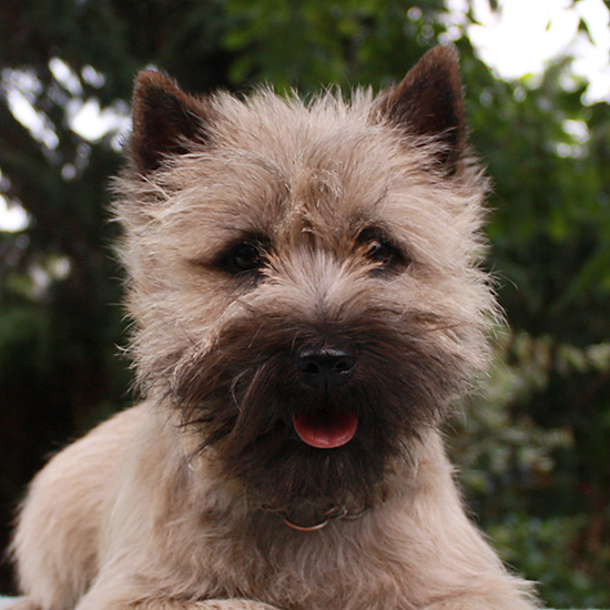 Cairn Bries Cheri Chou Chou