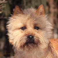 Cairn Terrier Rde Xerros vom Engelstein