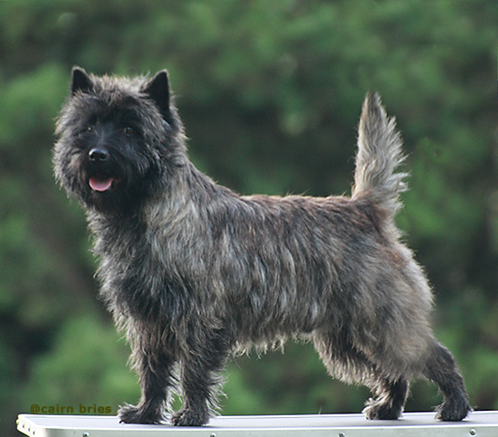 Cairn Bries Cacharel Amor Amor Pour (Amor)