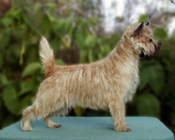 Cairn Terrier Cairn Bries Cacharel Amor Amor