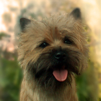 Cairnterrier Cairn Bries Cacharel Amor Amor