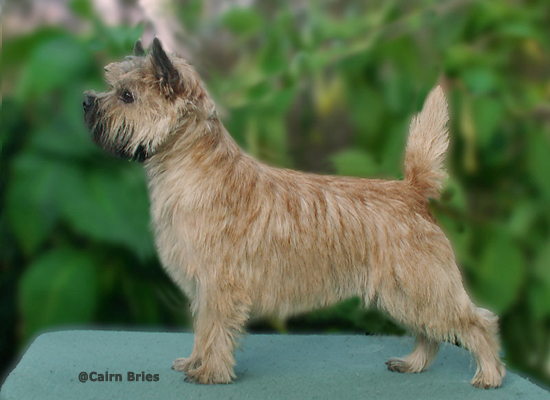 Cairn Bries Cacharel Amor Amor