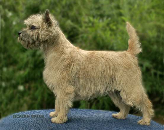 Cairn Bries Cheri Chou Chou