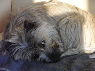 Cairn Bries Cheri Chou Chou