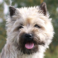 Cairn Bries Cinderella