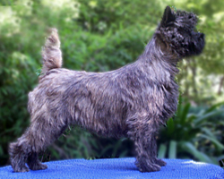 Cairn Bries Damsel Herta