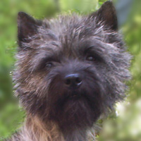 Cairn Bries Damsel Herta