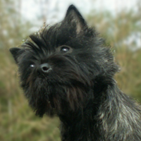 Cairn Bries Curtain Call