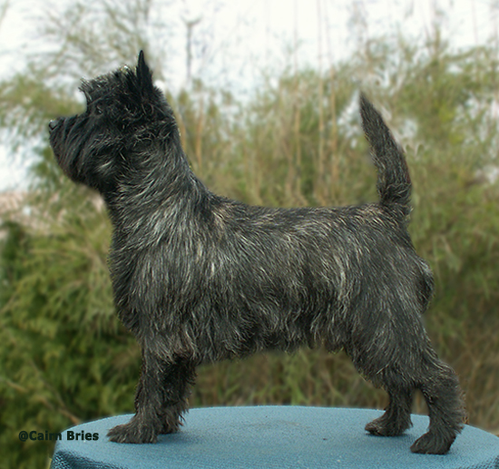 Cairn Bries Curtain Call