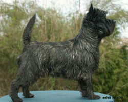 Cairn Bries Curtain Call