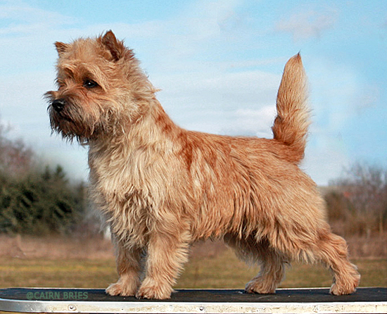 Walkendoerp`s Duewelchen Shaggy