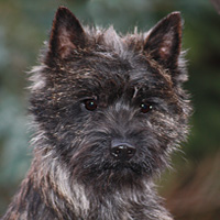 Cairnterrier Cairn Bries Creed Black Good Luck Charm (Lucky)