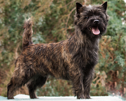 Cairn Terrier Cairn Bries Creed Black Good Luck Charm (Lucky)