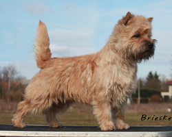 Cairn Terrier Walkendoerp`s Duewelchen Shaggy