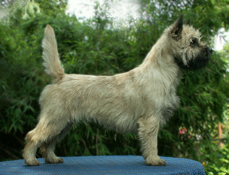 Cairn Bries Maybelle