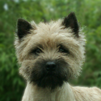 Cairn Bries Maybelle