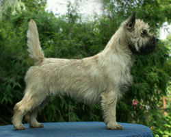 Cairn Bries Maybelle