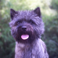 Cairn Bries Nightingale