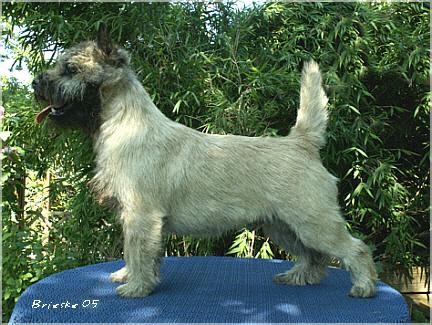 Cairn Bries Dream of Love