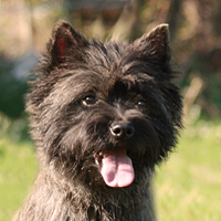 Cairn Bries Creed Love In Black