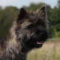 Cairn Bries Creed Love in Black