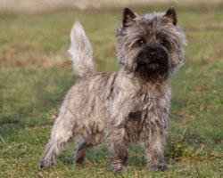 Cairn Terrier Cairn Bries Cooper