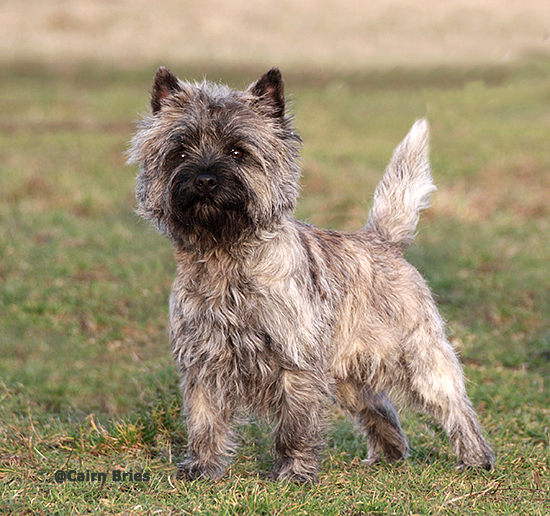 Cairn Bries Cooper