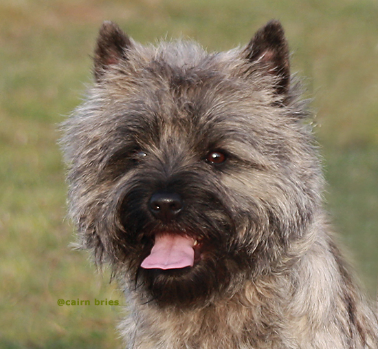 Cairnterrier Male R&uuml;pel