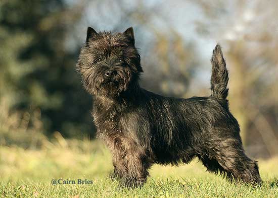 Cairn Terrier R&uuml;de "Cairn Bries Sweet Tiger Hill"