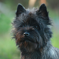 Cairn Bries Whoopi Goldberg