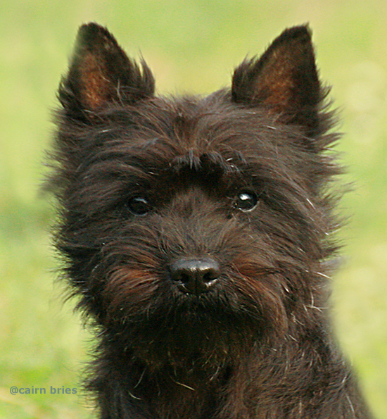 Cairn Bries Whoopi Goldberg