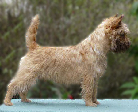 Cairn Bries Cute Willy