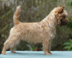 Cairn Bries Cute Willy