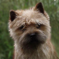 Cairn Terrier Rüde - Cairn Bries Cute Willie