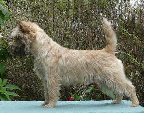 Cairn Bries Cute Willy