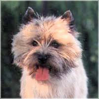 Sensei`s Forrygende Freaser