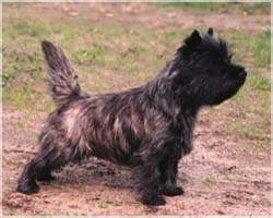 Cairn Bries Tiger Foxy