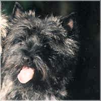 Cairn Bries Tiger Foxy